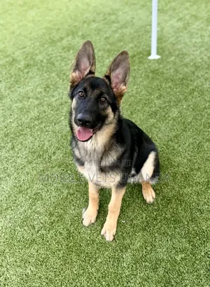3-6 months Male Purebred German Shepherd