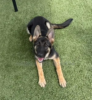 6-12 months Female Purebred German Shepherd