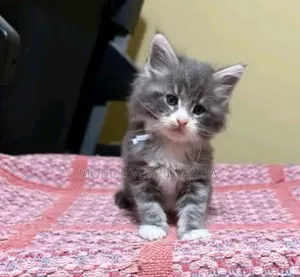 1-3 months Female Purebred Persian
