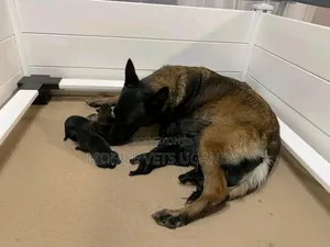 0-1 month Male Purebred Belgian Malinois