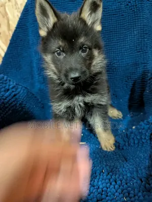 1-3 months Female Purebred German Shepherd