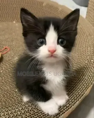 1-3 months Male Purebred Javanese