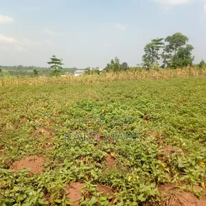 5 Acres for Sale Located at Mukono Nkokonjeru
