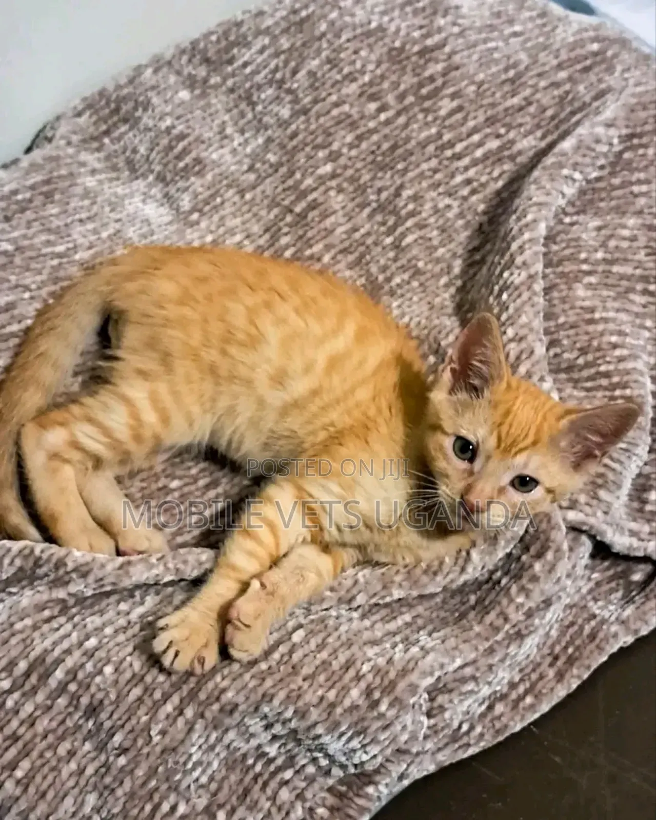 1-3 months Female Purebred Ragdoll