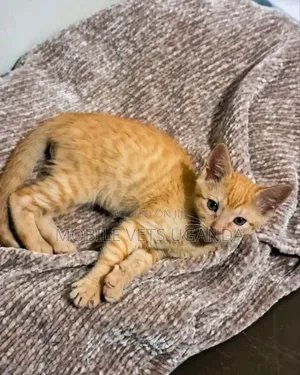 1-3 months Female Purebred Ragdoll