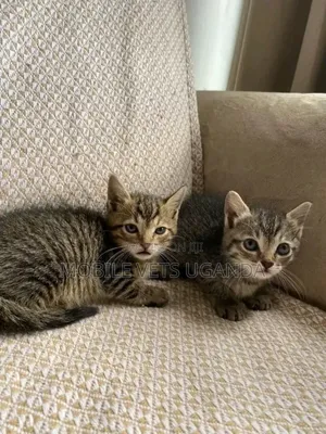 0-1 month Female Purebred Bengal