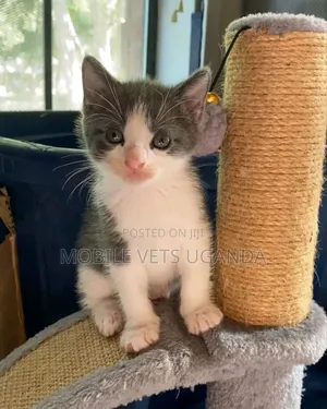 1-3 months Female Purebred Korat
