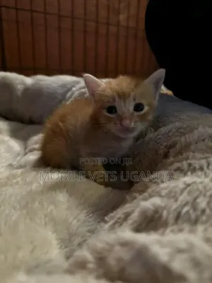 1-3 months Male Purebred European Burmese