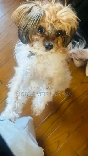 1-3 months Female Purebred Maltese