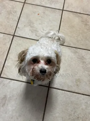 6-12 months Male Purebred Maltese
