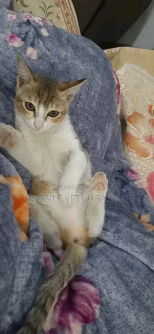 3-6 months Female Purebred Ragamuffin