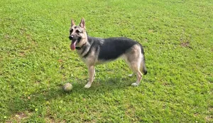 1+ year Female Purebred German Shepherd