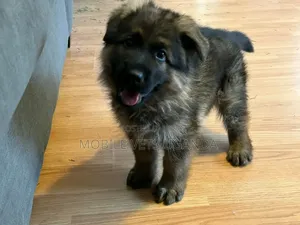 1-3 months Female Purebred German Shepherd