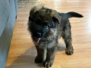 1-3 months Female Purebred German Shepherd