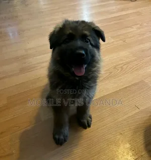 3-6 months Male Purebred German Shepherd