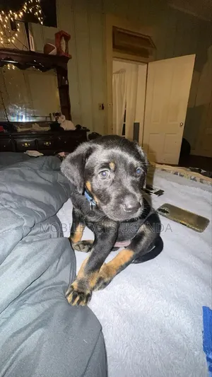 3-6 months Male Purebred German Shepherd