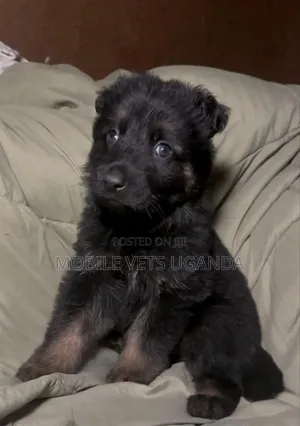 3-6 months Male Purebred German Shepherd