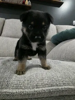 0-1 month Male Purebred German Shepherd