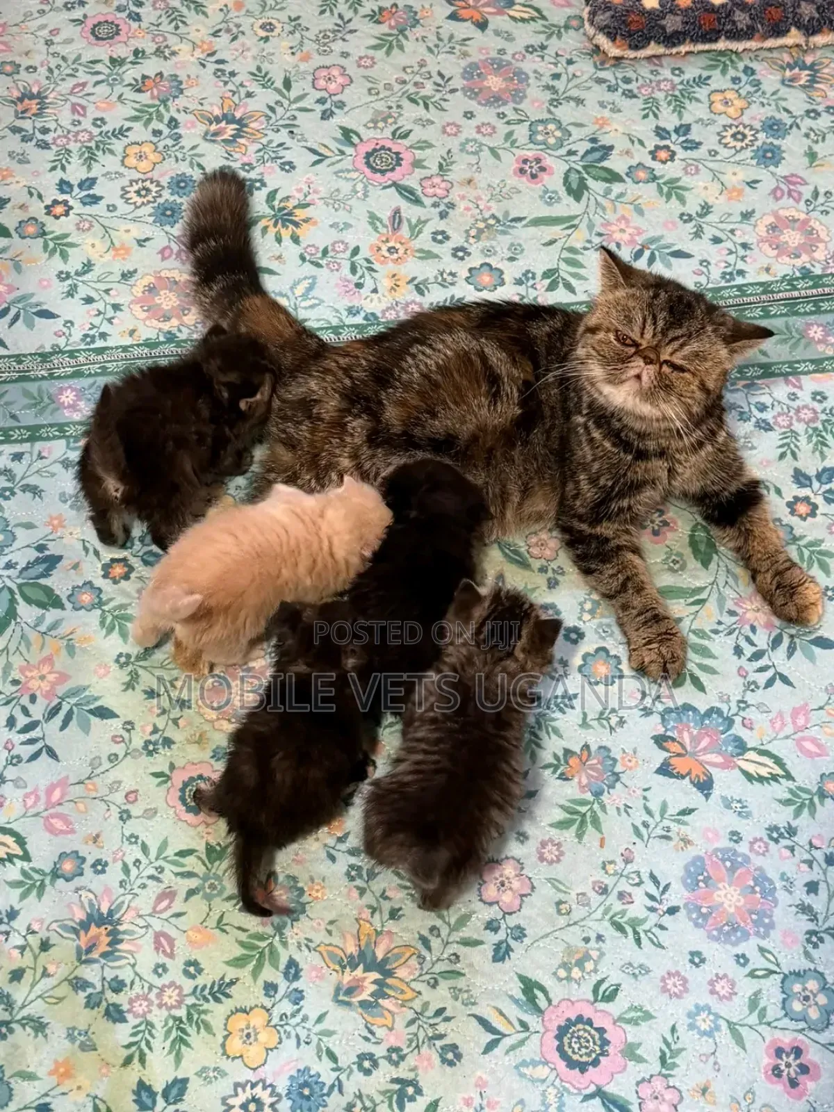 0-1 month Female Purebred Persian