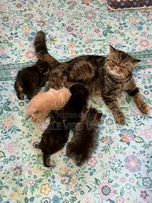 0-1 month Female Purebred Persian