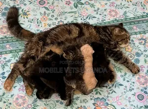 1-3 months Male Purebred Persian