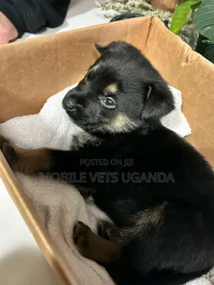 0-1 month Male Purebred German Shepherd