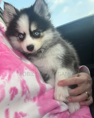 3-6 months Male Purebred Siberian Husky