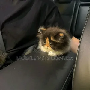 1-3 months Female Purebred Persian