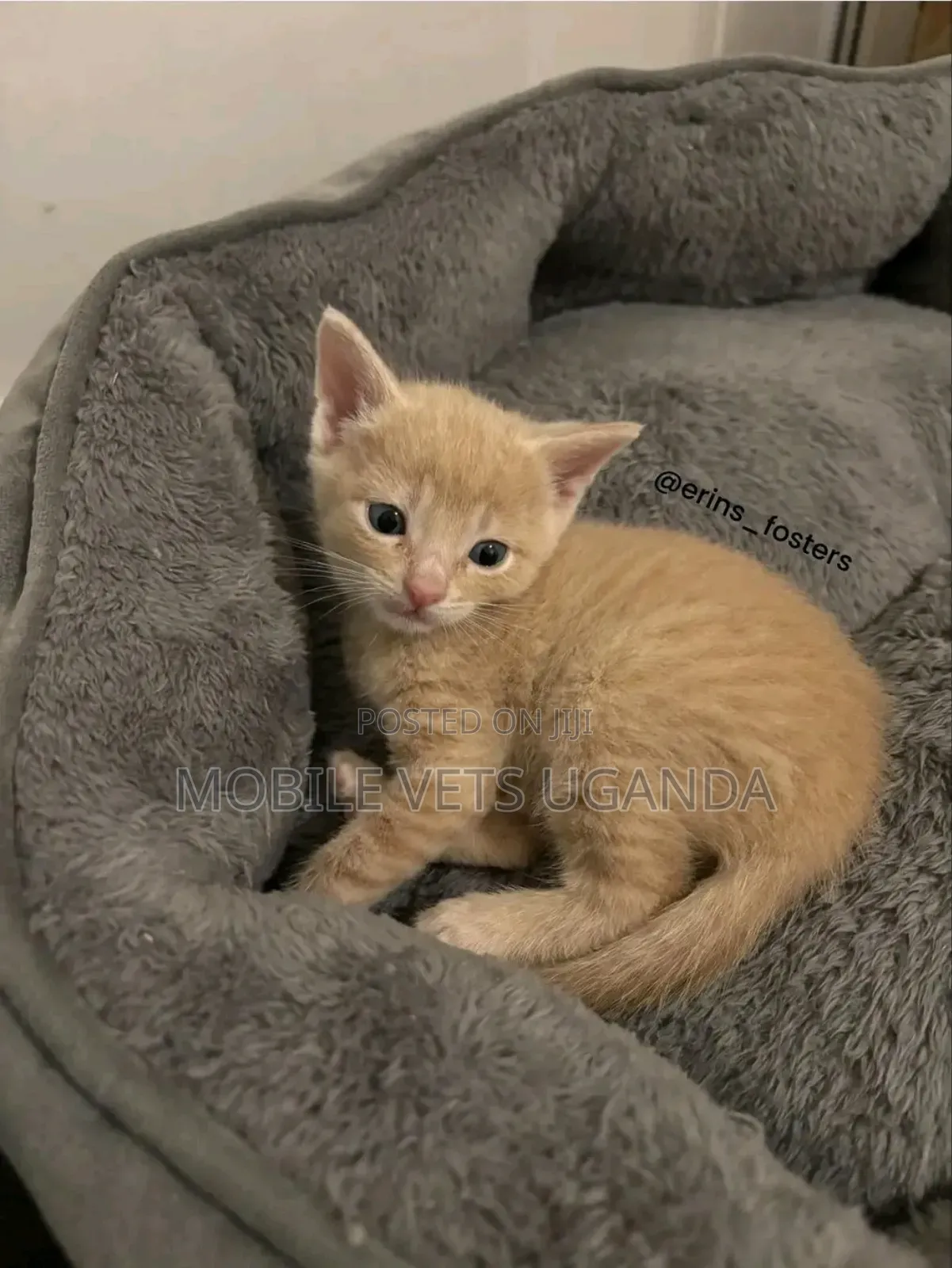 1-3 months Male Purebred Exotic