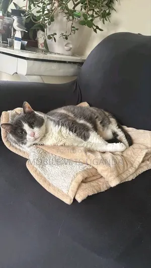 6-12 months Male Purebred American Curl