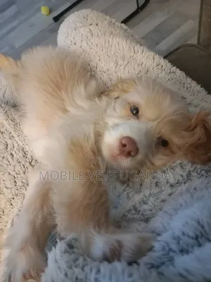 0-1 month Male Purebred Japanese Spitz
