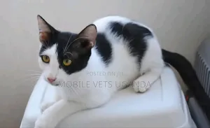 3-6 months Female Purebred Tonkinese