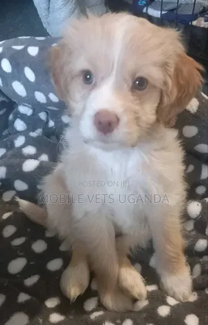 3-6 months Female Purebred Japanese Chin