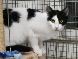 6-12 months Male Purebred Turkish Angora
