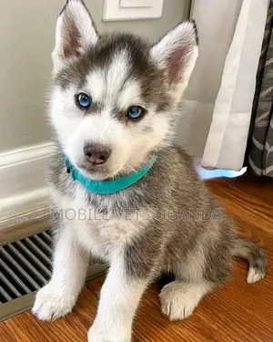 1-3 months Female Purebred Siberian Husky