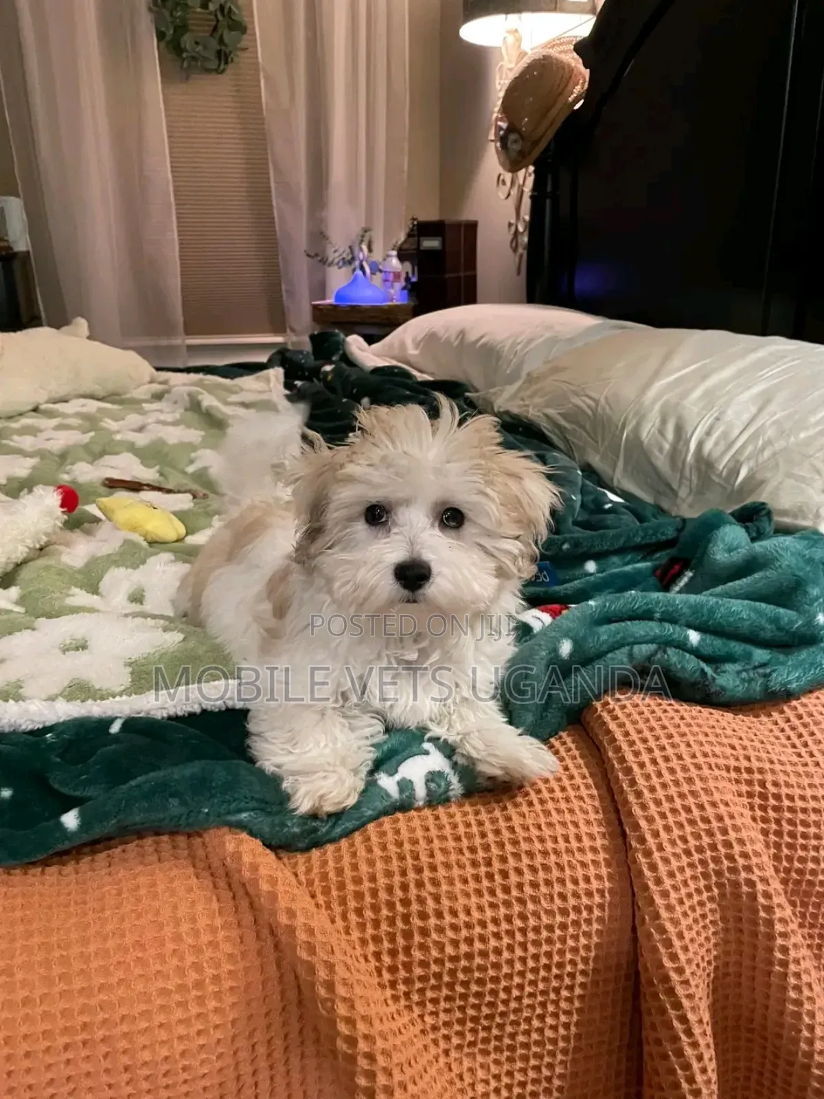 1-3 months Female Purebred Maltese