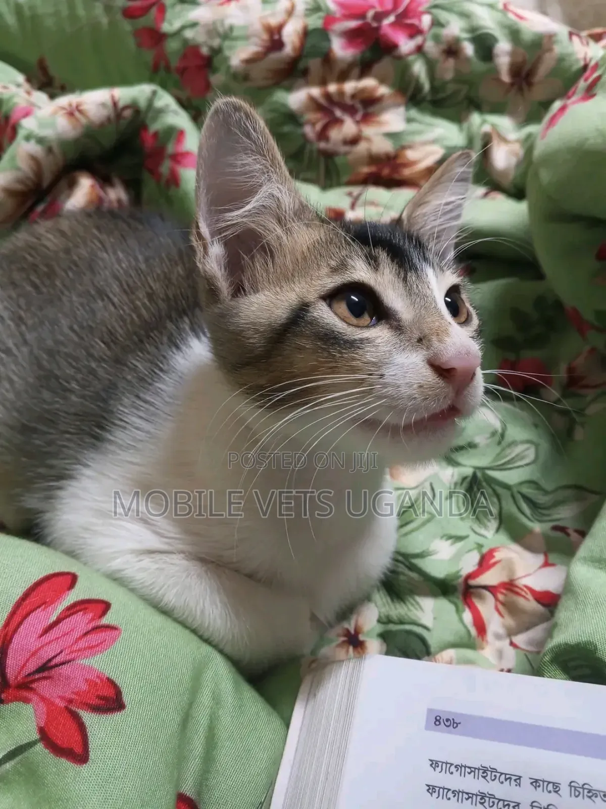 3-6 months Female Purebred Turkish Van