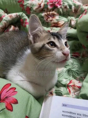 3-6 months Female Purebred Turkish Van