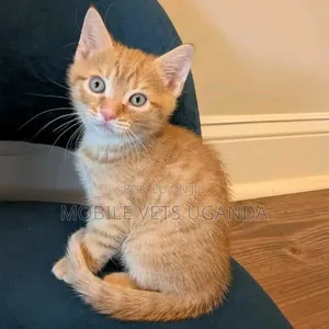 1-3 months Male Purebred Scottish Fold