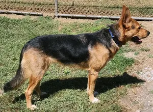 6-12 months Male Purebred German Shepherd