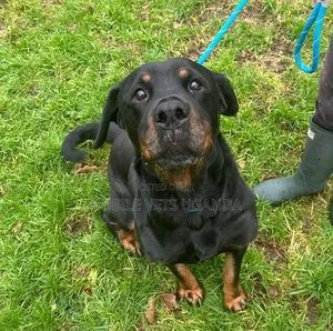 6-12 months Male Purebred Rottweiler