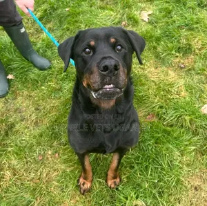 6-12 months Female Purebred Rottweiler