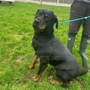3-6 months Male Purebred Rottweiler