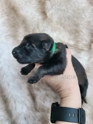 1-3 months Male Purebred Belgian Malinois