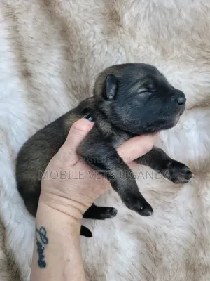 0-1 month Female Purebred Belgian Malinois