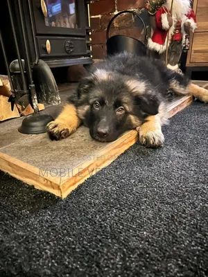 1-3 months Male Purebred German Shepherd