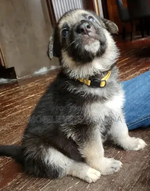3-6 months Female Purebred German Shepherd