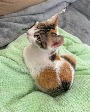 1-3 months Female Purebred European Burmese