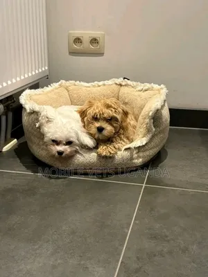 1-3 months Male Purebred Maltese