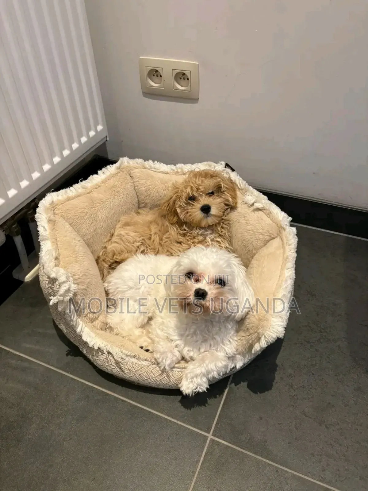 3-6 months Female Purebred Maltese
